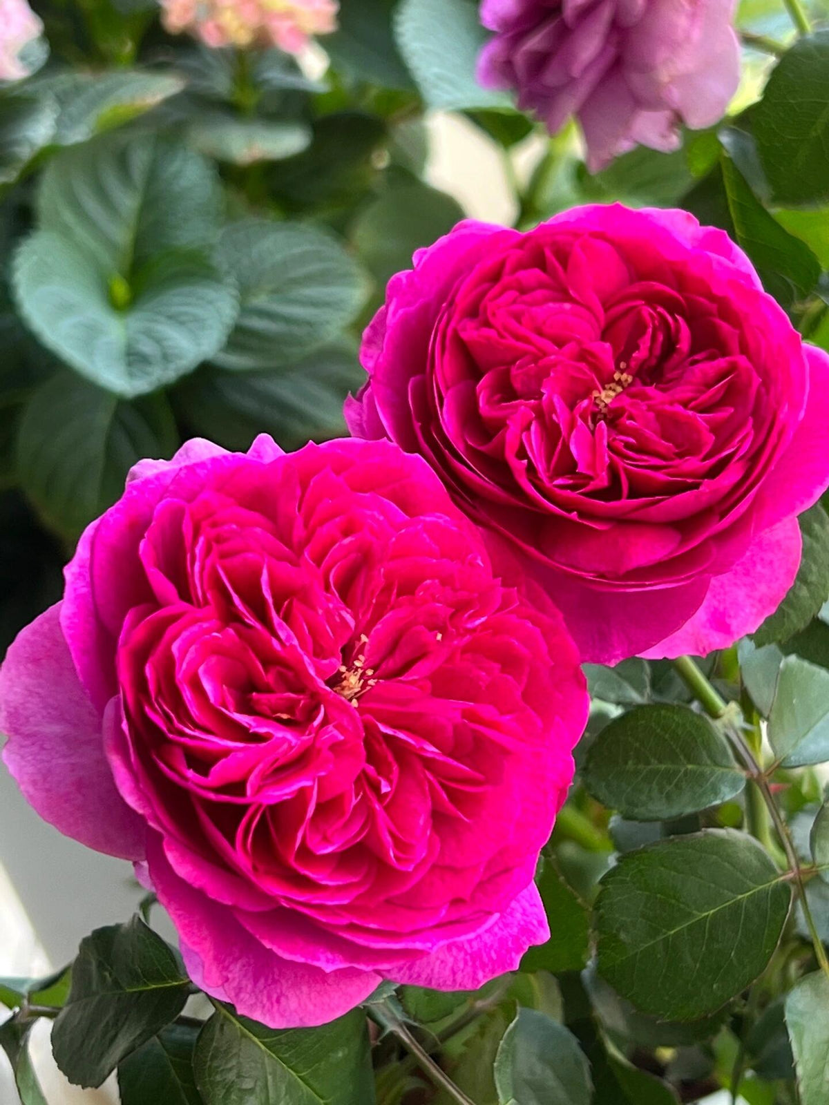 Rose  ‘ Ci Xuan| 慈萱|  - New Variety 2020