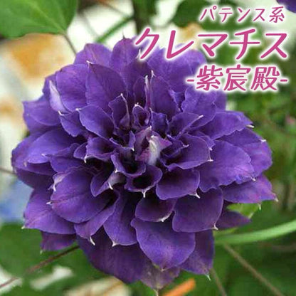 Clematis ‘’ShiShinDen｜ししんでん | 紫宸殿‘’