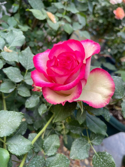 Rose is  ‘ Monroe ｜ 梦露