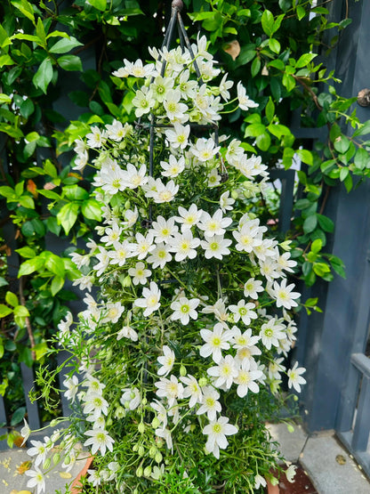 Clematis ‘’Joe｜银币‘’