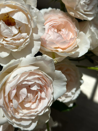 Rose  ’ Kashō｜かしょう｜华宵 - New Variety 2024