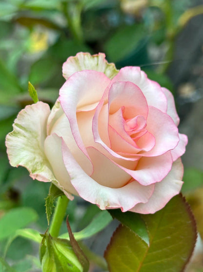 Rose  ’ White Jumilia ｜白艾莎
