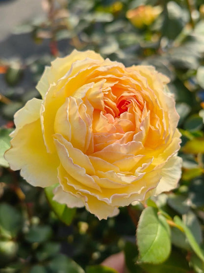 Rose ’ Kagelou| カゲロウ  | 阳炎/蜉蝣  - New varieties 2020