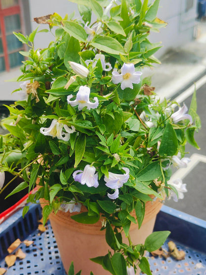 Blue Octopus Clematis ‘’クリスパ・エンジェル| Crispa Angel| 克里斯帕天使| タコクレマチス‘’
