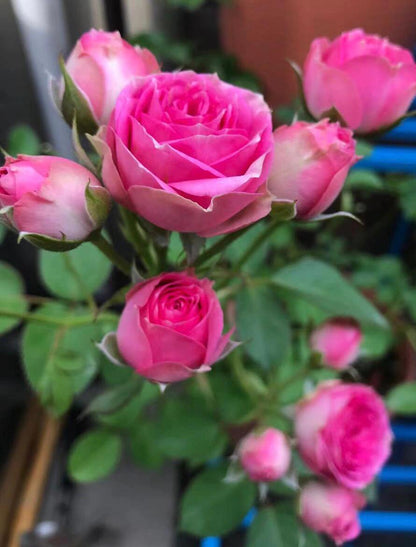 Prolific Rose  ‘ Super Sensation ｜粉多头/ 超感