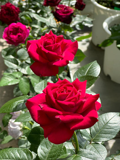 Rose  ’ Belles Rives |  美人丽芙