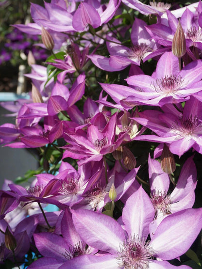 Clematis ‘’Lizard｜トカゲ |蜥蜴 ‘’