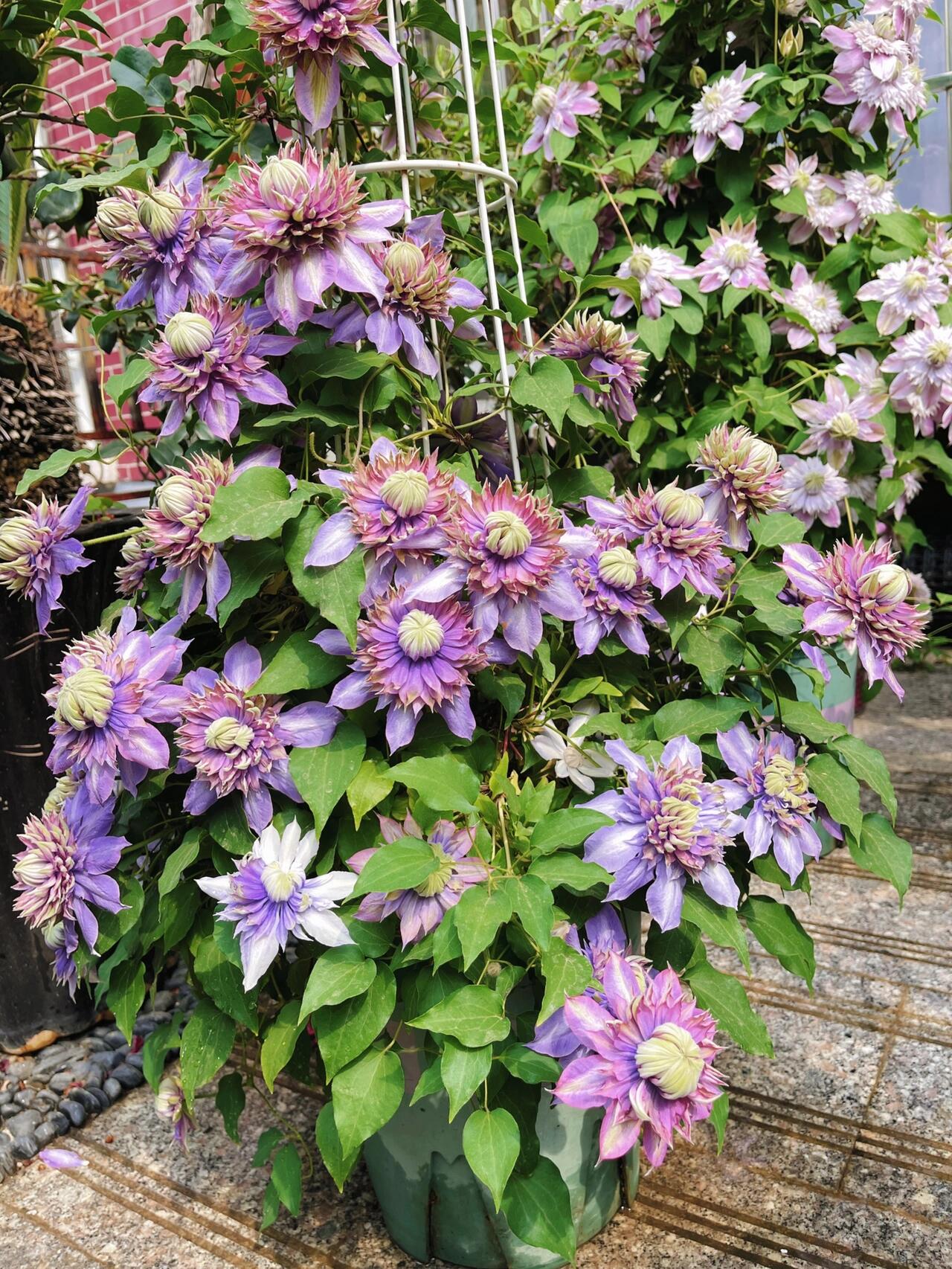 Clematis ''Magic Fountain| 魔法喷泉''