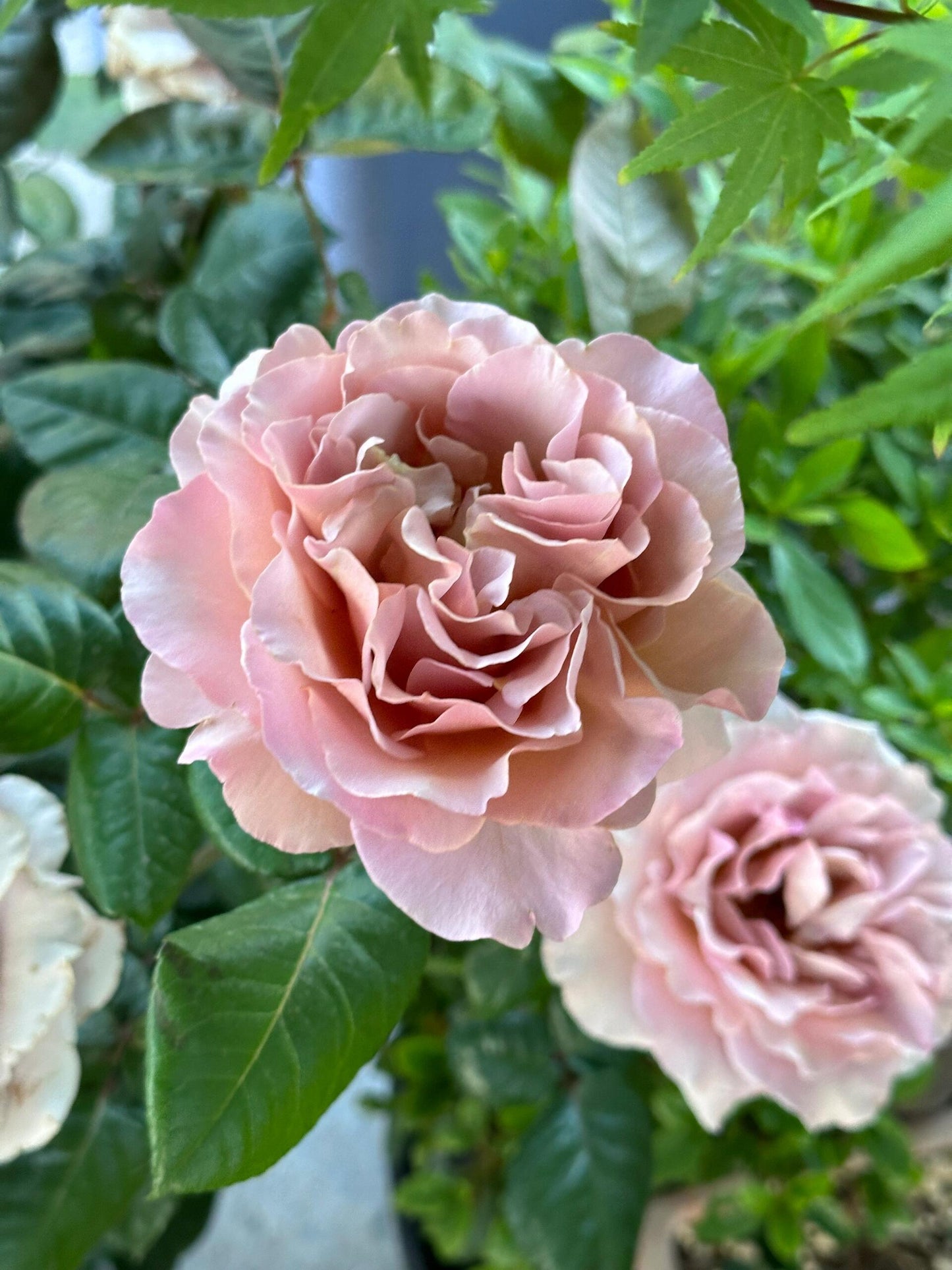 Rose ‘ Caffe Latte  ｜拿铁咖啡‘