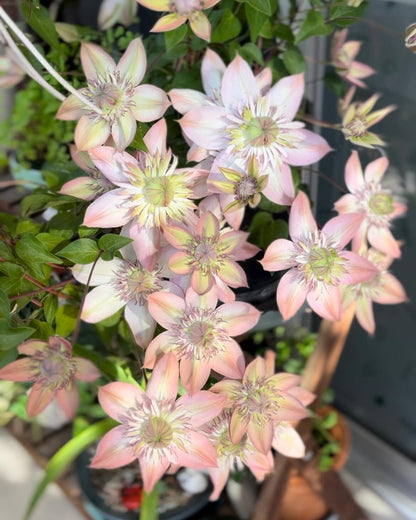 Clematis ''Shamshe |昼の天使|  昼天使| 桃万重''