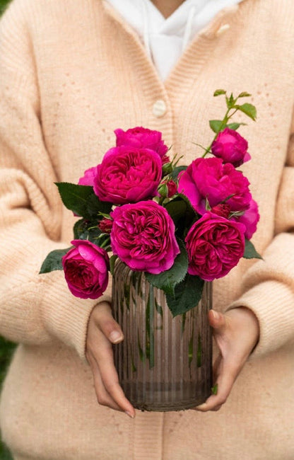 Rose  ‘ Ci Xuan| 慈萱|  - New Variety 2020