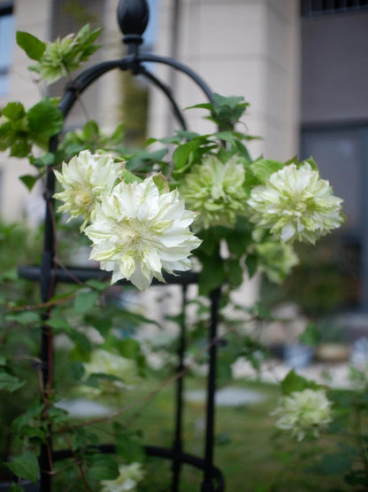 Clematis ‘’Midori |美登利 ‘’
