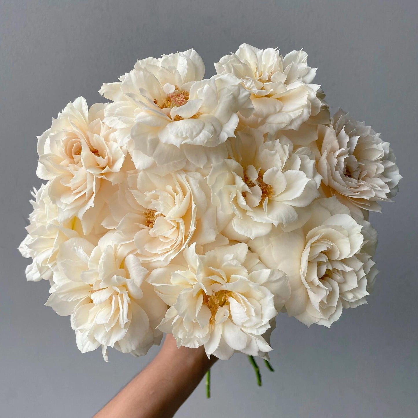 Rose  ‘ Royal Diva｜歌剧皇后'
