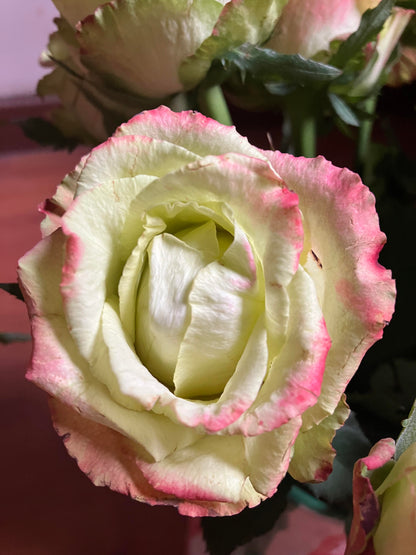 Rose  ‘ Green Apple｜グリーンアップル| 青苹果  - New Variety Florists Rose
