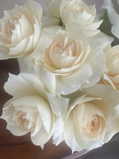 Rose  ‘ Royal Diva｜歌剧皇后'