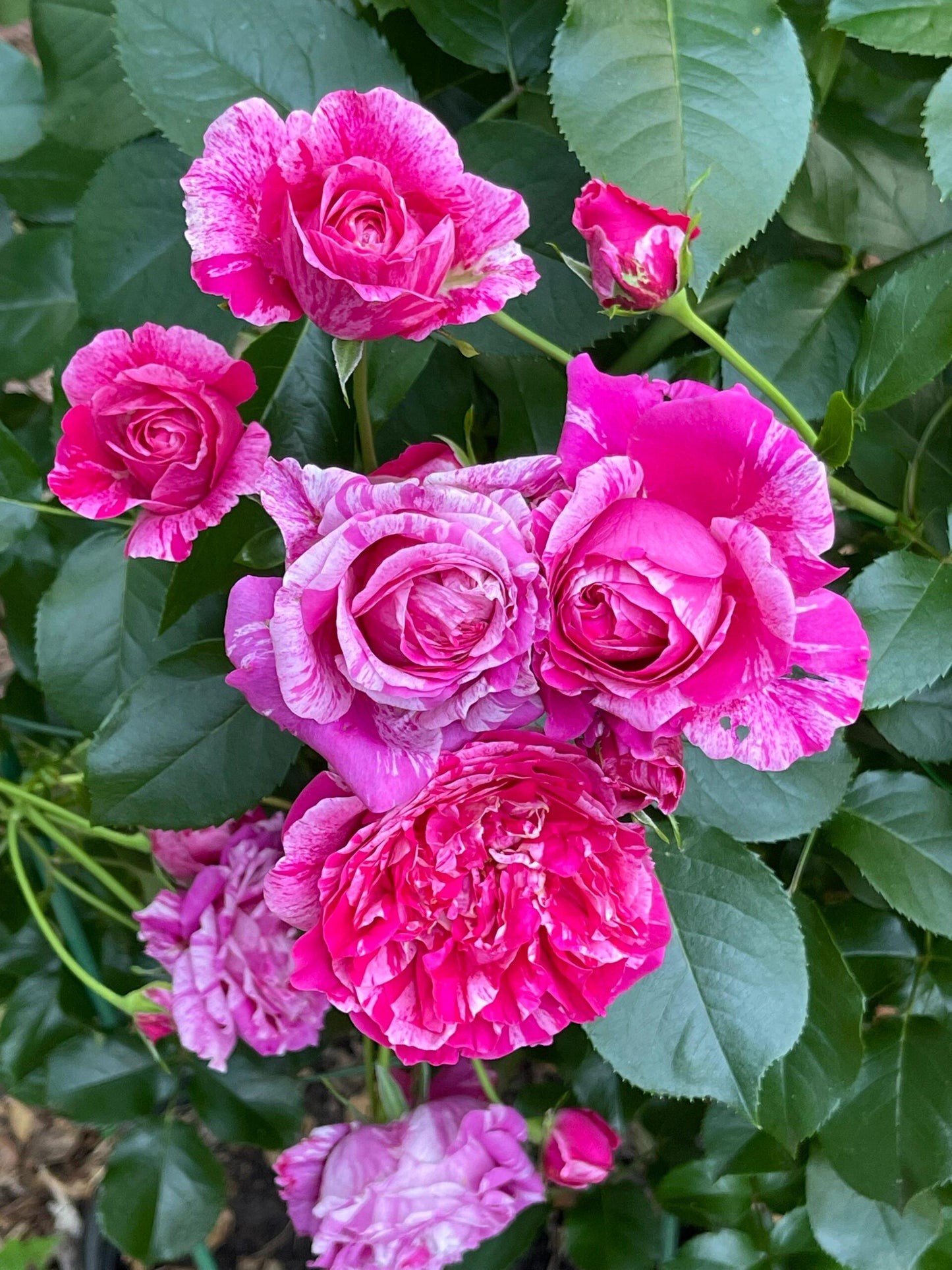 Striped Rose ’ Ines Sastre ｜伊蕾莎斯特 ‘