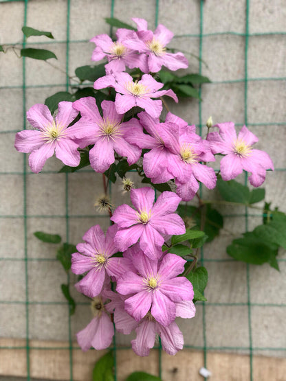 Clematis ‘’Comtesse de Bouchaud| 包查德 女侯爵‘’