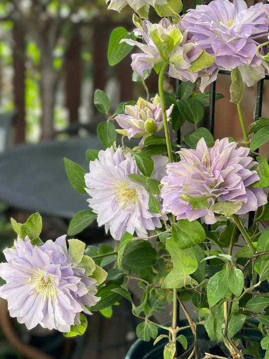 Clematis ''Ruriokoshi ｜ルリオコシ| 琉璃''