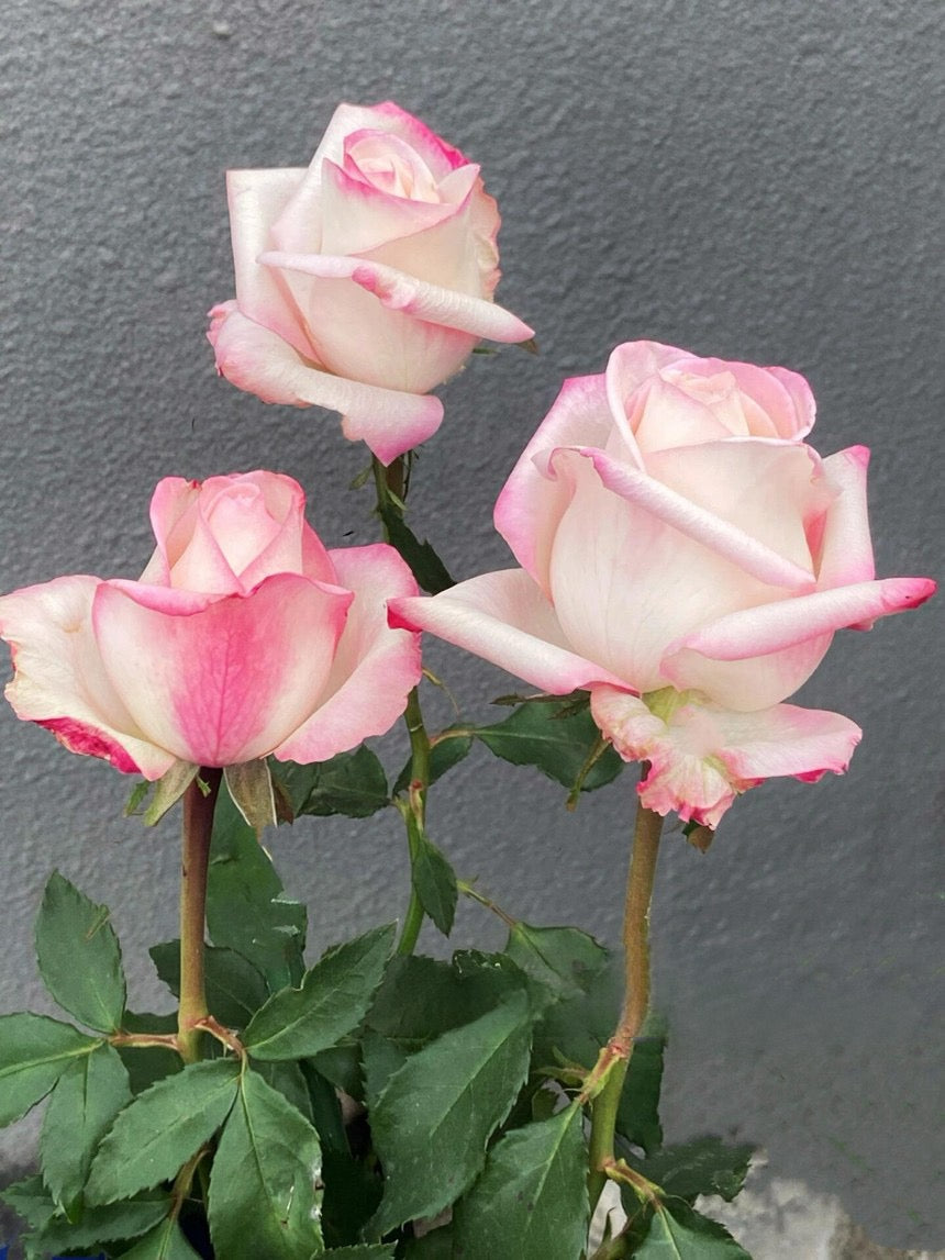 Rose  ’ BouLevard ｜ 林荫大道 | 武媚娘