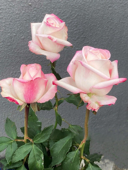 Rose  ’ BouLevard ｜ 林荫大道 | 武媚娘