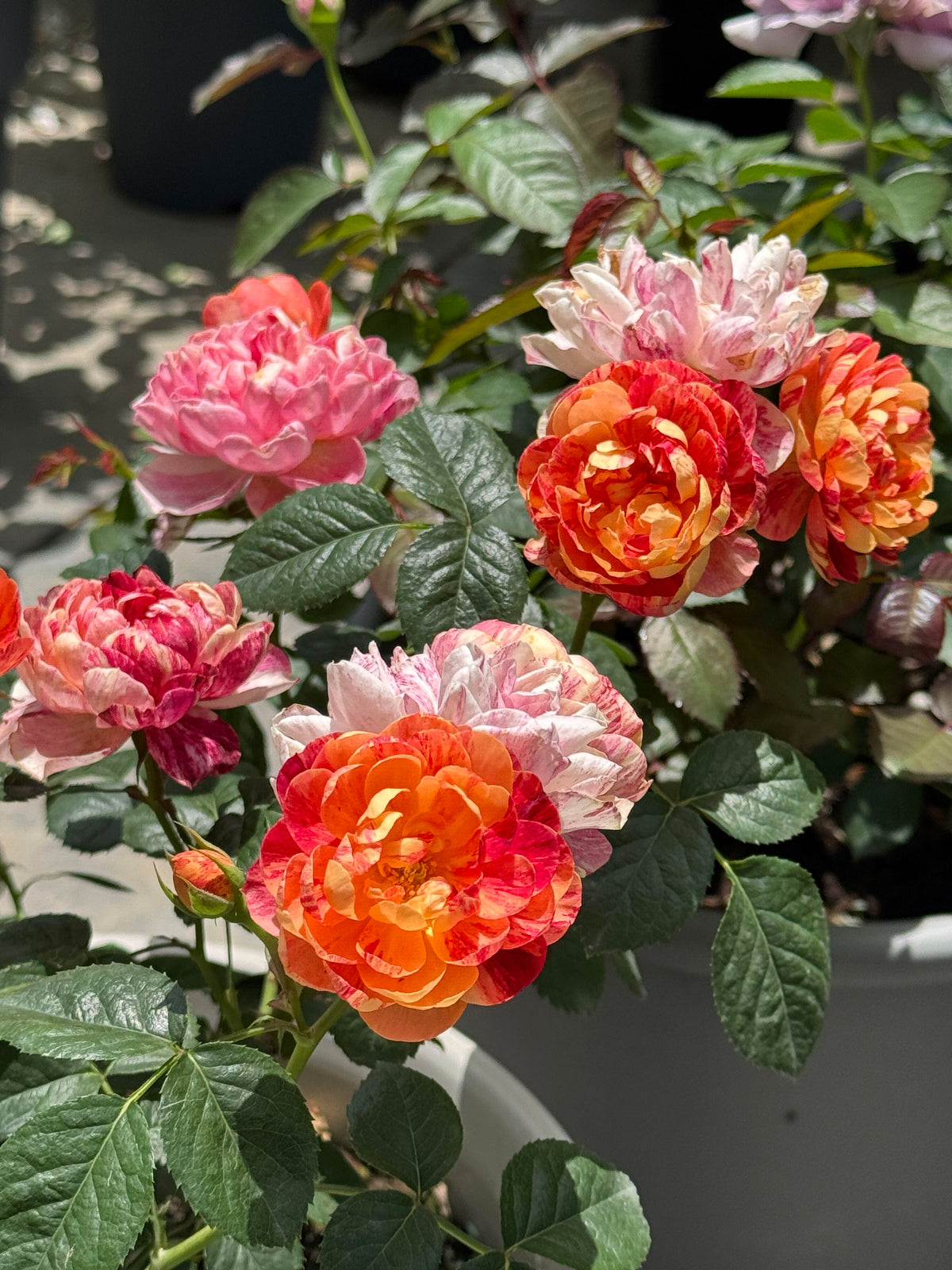 Rose 'Juice Splash' 果汁飞溅