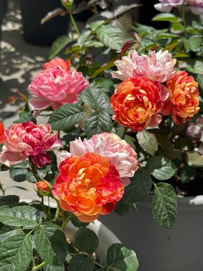 Rose 'Juice Splash' 果汁飞溅