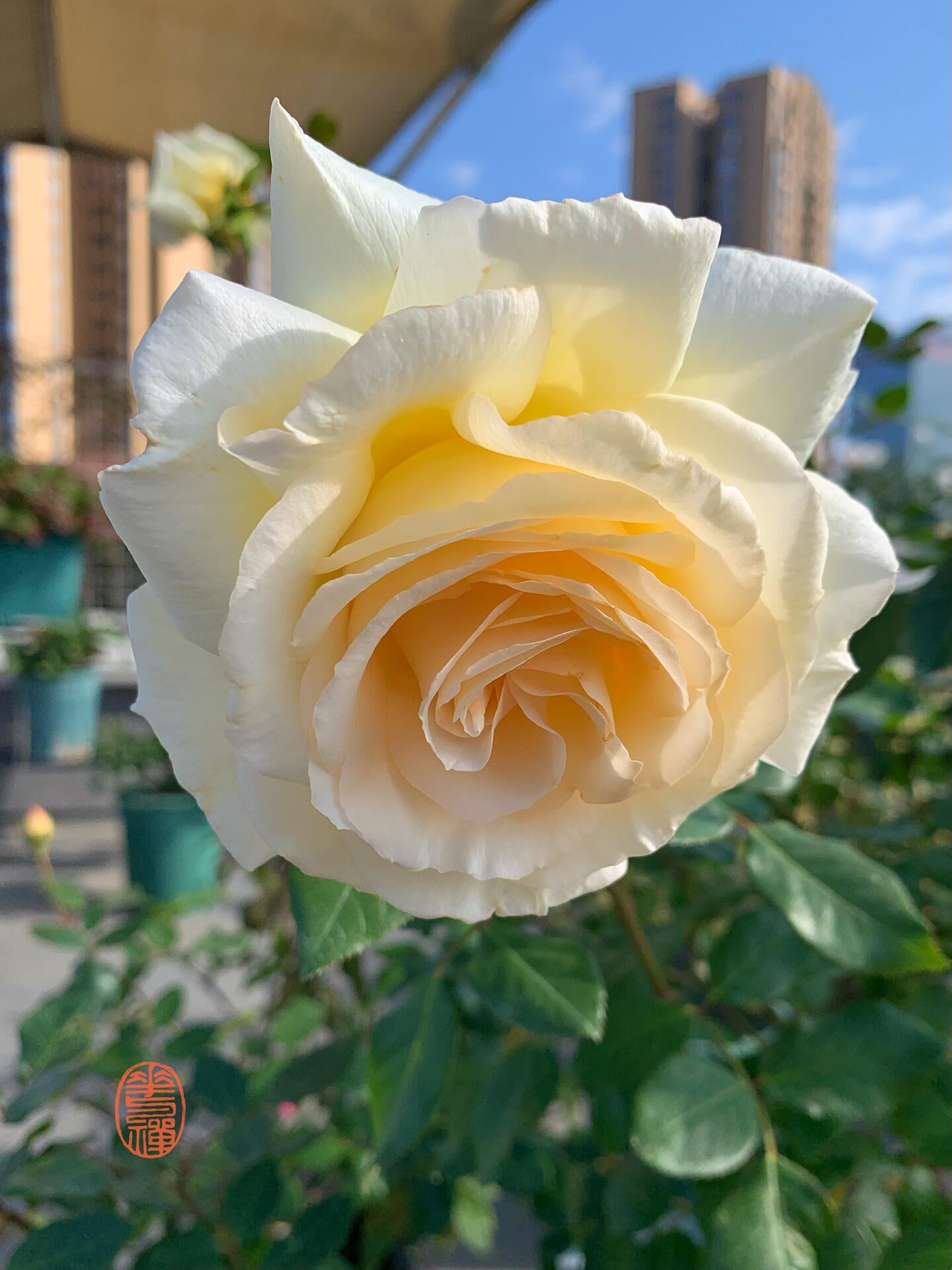 Rose  ‘ Anastasia ｜假面公主 - Award-Winning Variety