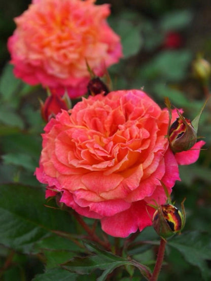 Rare Rose  ‘ Chaleur｜シヤル一ル ｜温暖｜夏洛尔
