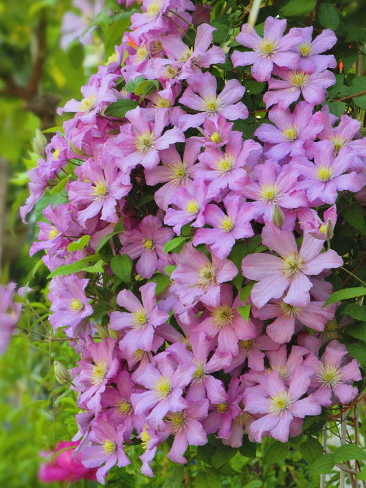 Clematis ’Comtesse de Bouchaud' 包查德女侯爵
