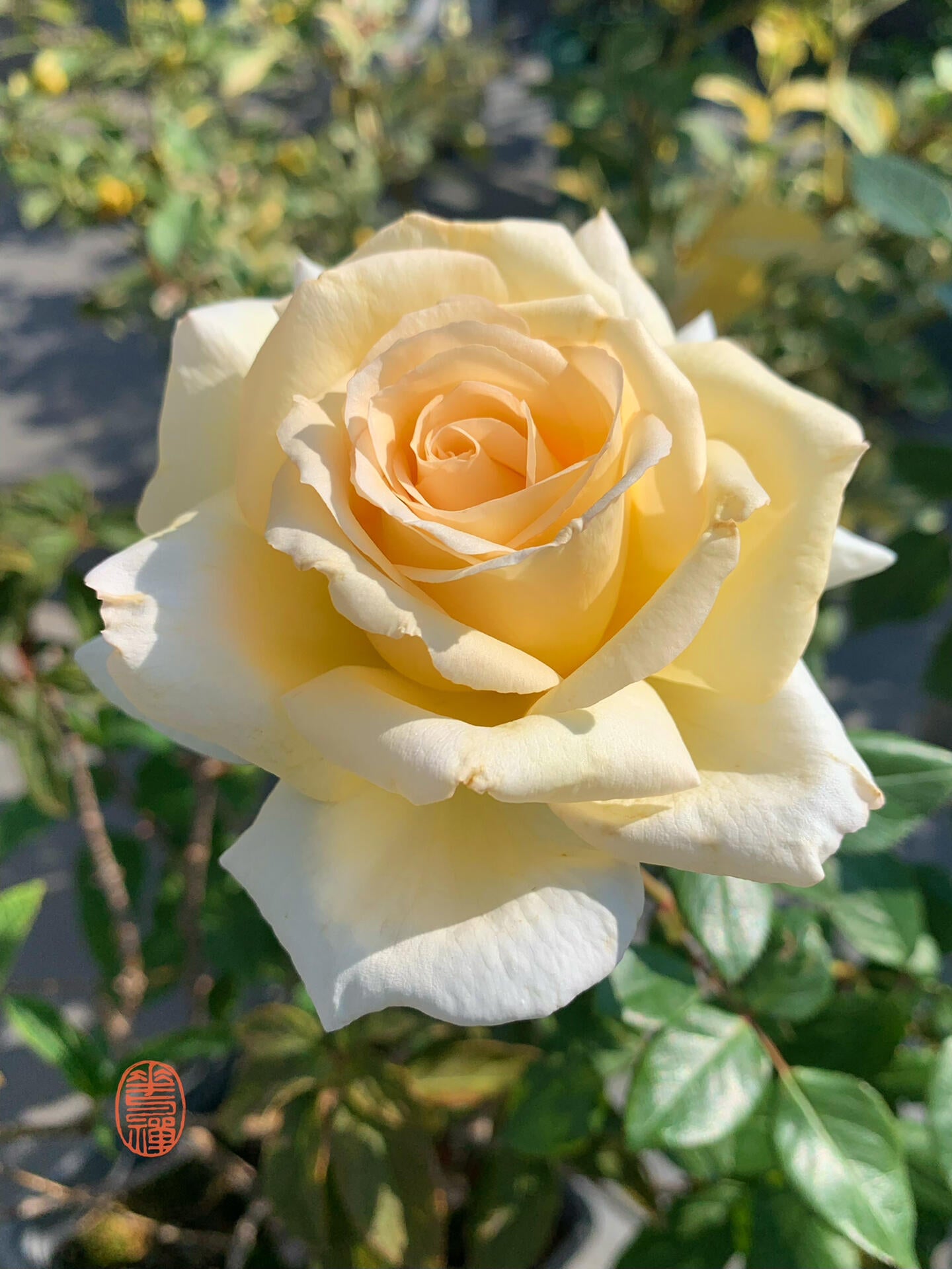 Rose  ‘ Anastasia ｜假面公主 - Award-Winning Variety