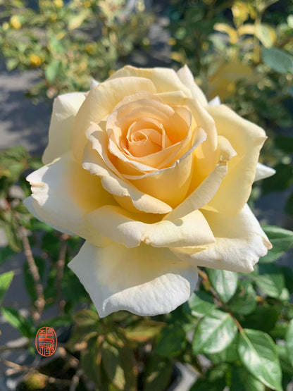 Rose  ‘ Anastasia ｜假面公主 - Award-Winning Variety