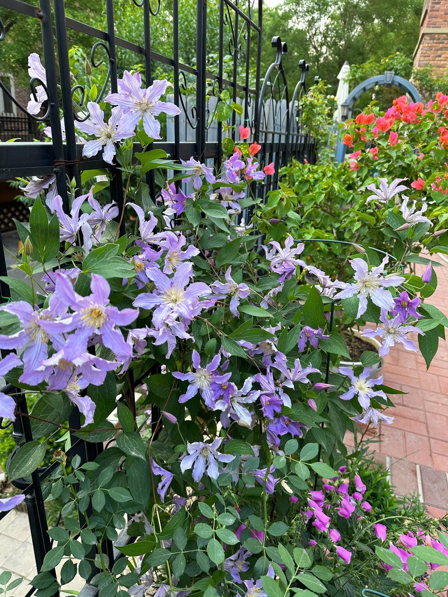 Clematis ‘’East River| 东方河流‘’