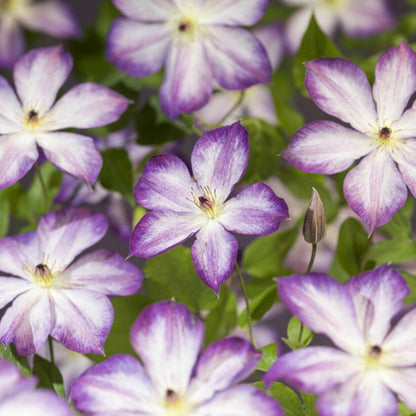 Clematis ‘’Pernille| 佩莱尼‘’