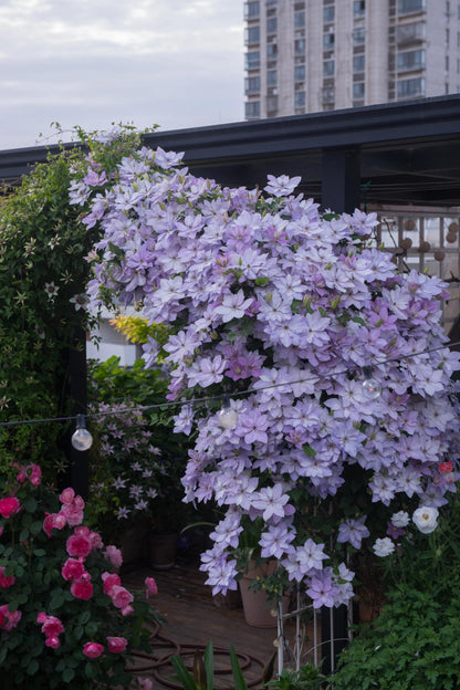 Clematis ‘’Reflections｜倒影‘’