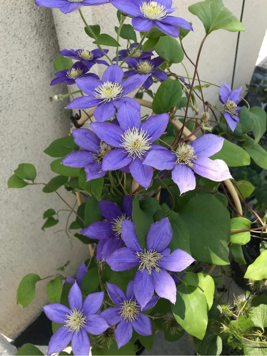 Clematis 'Beauty of Worcester' 伍斯特美女