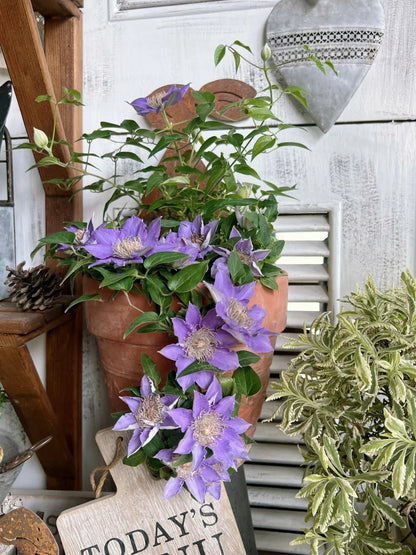 Clematis ’Bijou‘ 啤酒