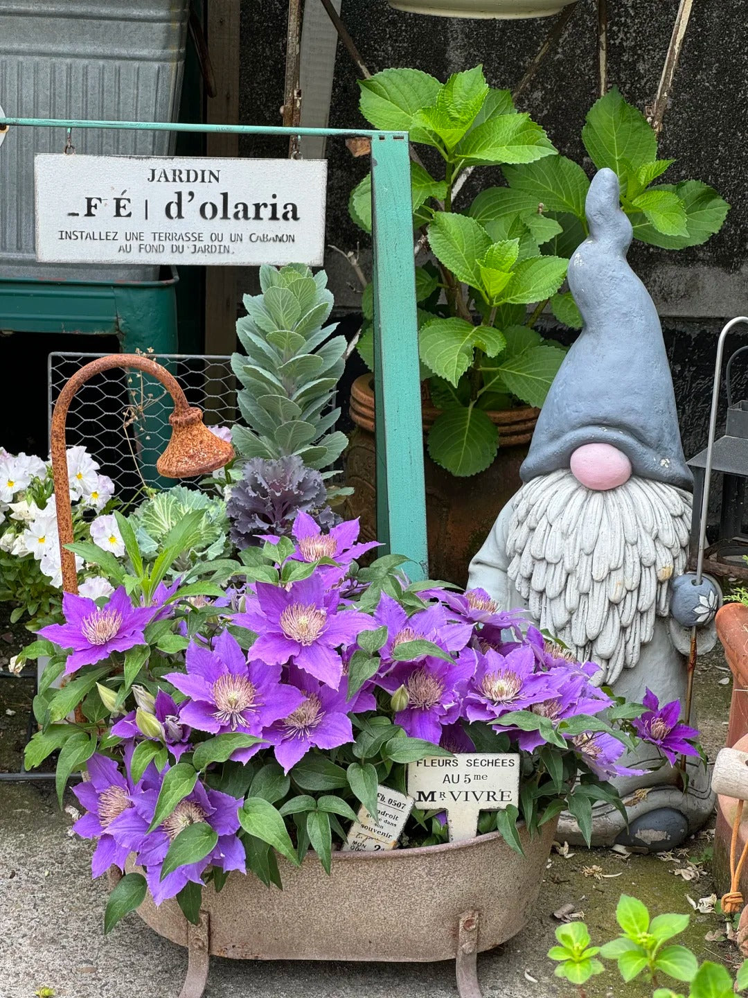Clematis ’Bijou‘ 啤酒