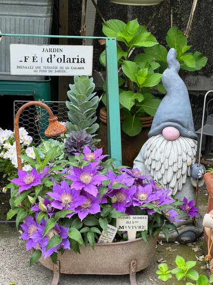 Clematis ’Bijou‘ 啤酒
