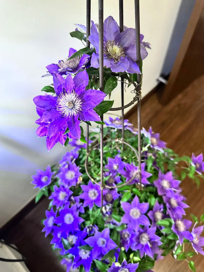 Clematis ’Bijou‘ 啤酒
