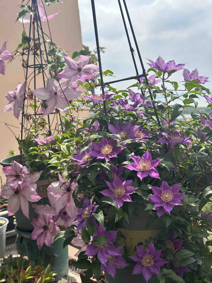 Clematis ’Bijou‘ 啤酒