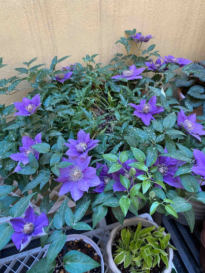 Clematis ’Bijou‘ 啤酒
