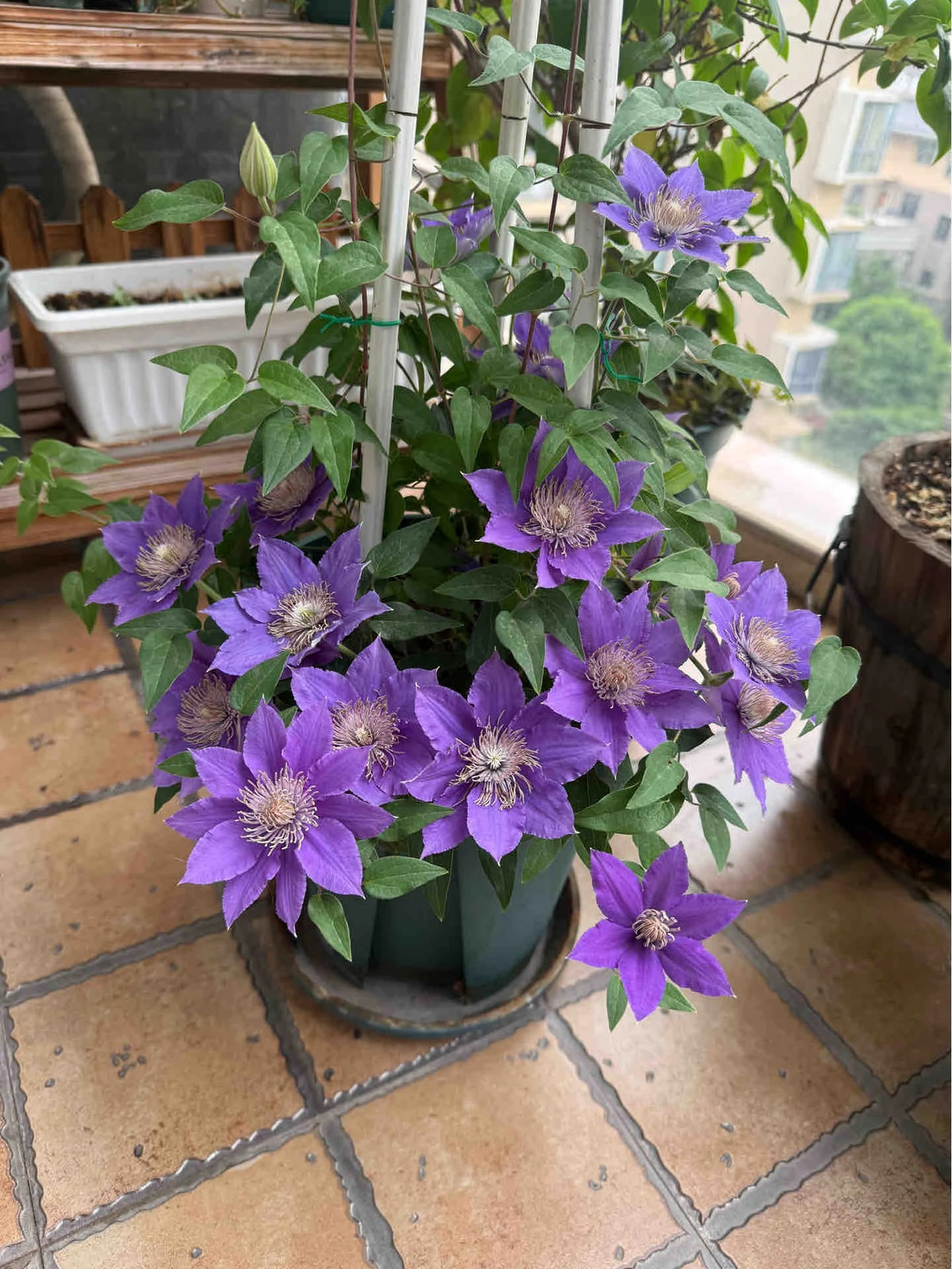 Clematis ’Bijou‘ 啤酒