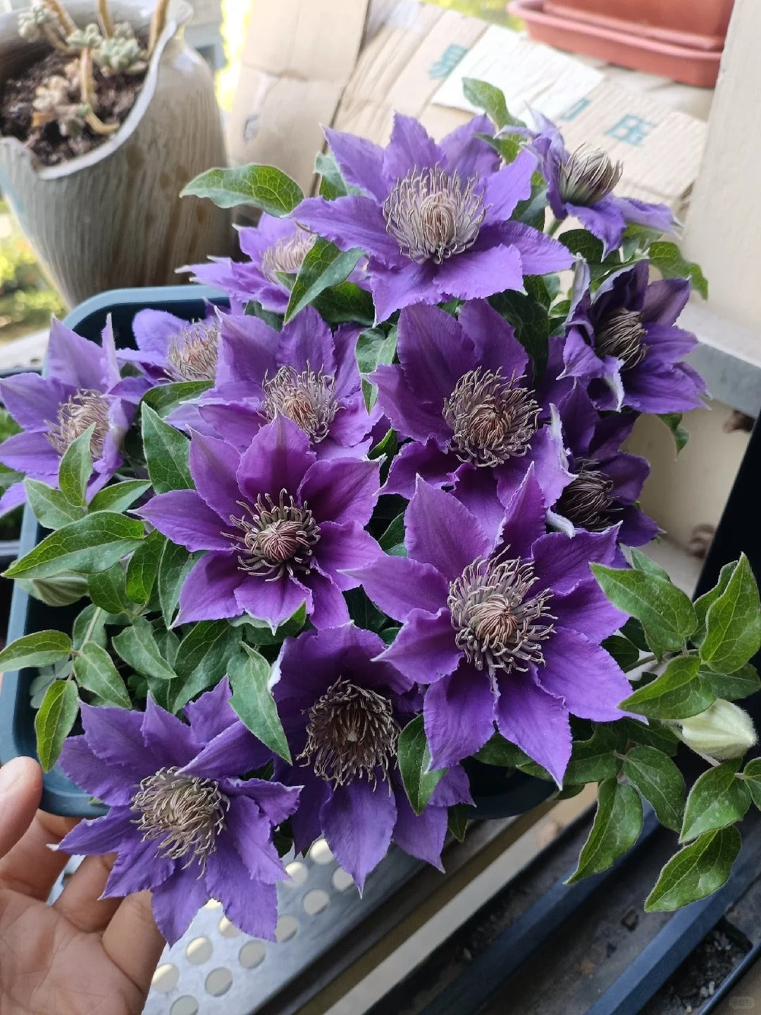 Clematis ’Bijou‘ 啤酒