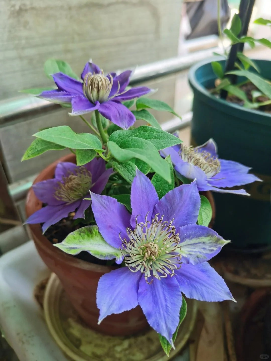 Clematis ’Bijou‘ 啤酒