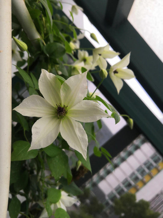 Clematis ‘’Forever Friends｜Zofofri｜ 永远的朋友‘’