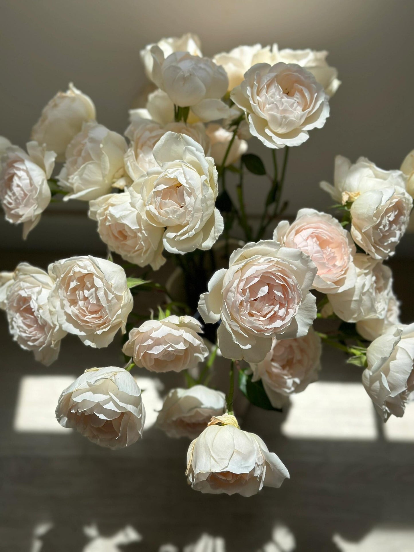 Rose  ’ Kashō｜かしょう｜华宵 - New Variety 2024