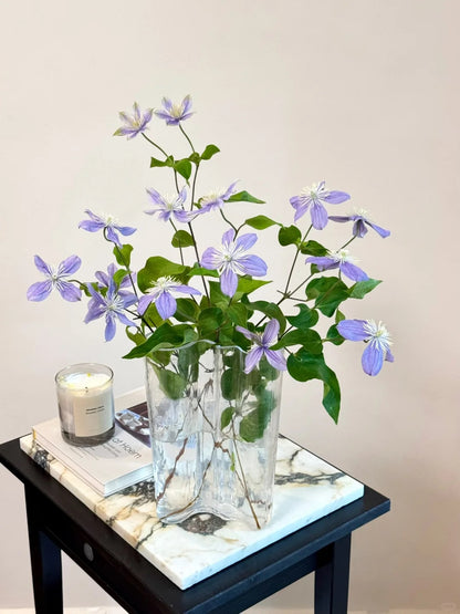 Clematis 'Arabella'阿拉贝拉