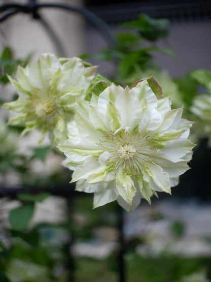 Clematis ‘’Midori |美登利 ‘’