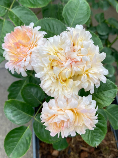 Rare Rose  ‘ Peach Anemone ｜桃子海葵 - New Variety 2023