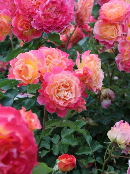Rare Rose  ‘ Chaleur｜シヤル一ル ｜温暖｜夏洛尔